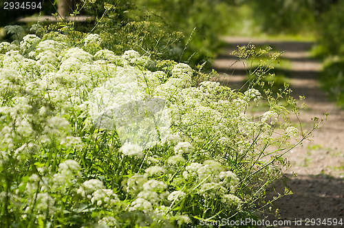 Image of Summer