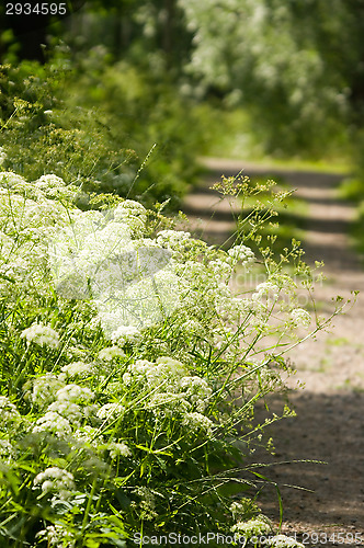 Image of Dirt road