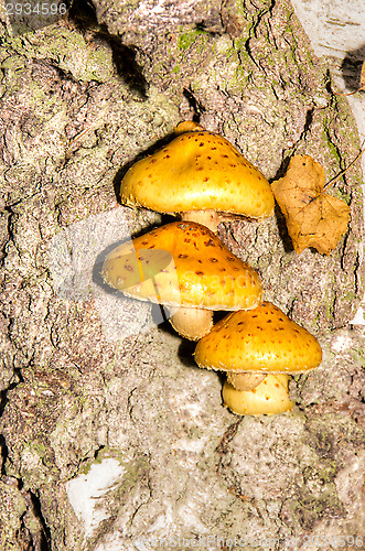 Image of Polypore