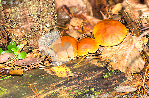 Image of Polypore