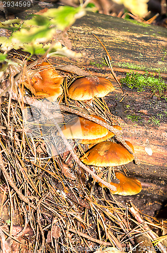 Image of Polypore