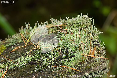 Image of Lichen