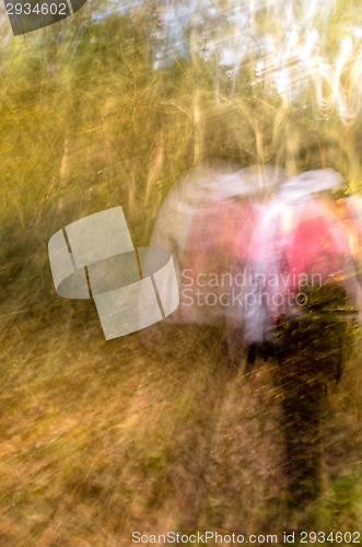 Image of Lost in the forest