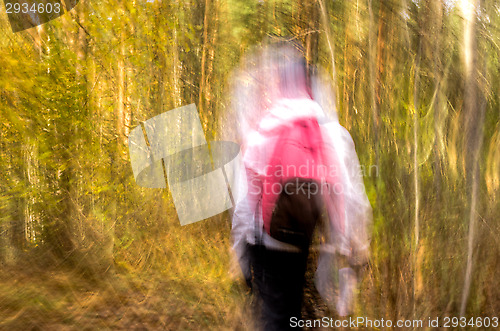Image of Lost in the forest