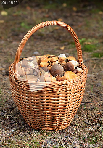 Image of Basket with mushrooms