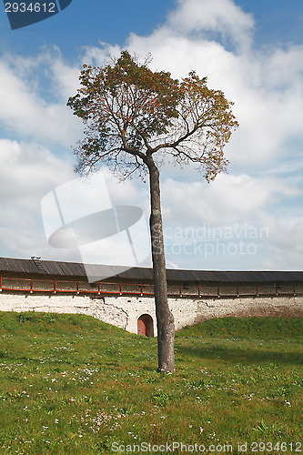 Image of lonely tree symbol of life