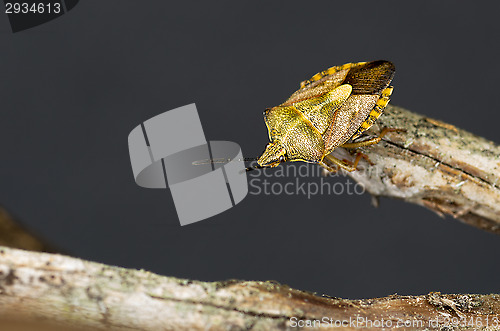 Image of Bug