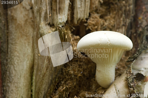 Image of Mushroom