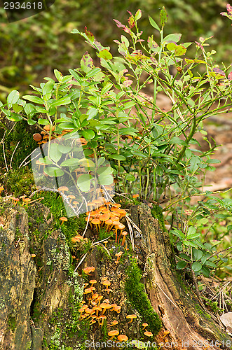 Image of Mushrooms