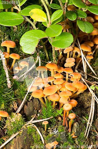 Image of Mushrooms