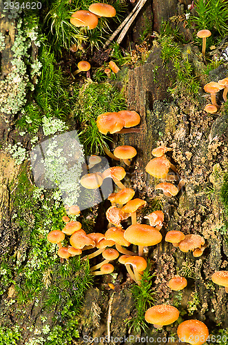 Image of Mushrooms