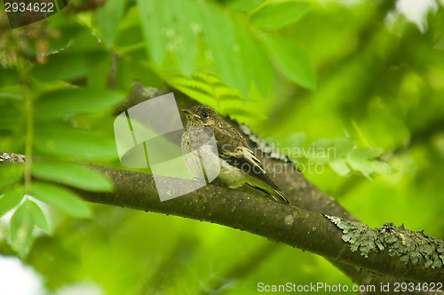 Image of Little bird