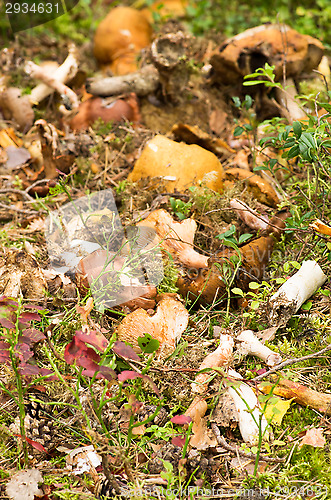 Image of Mushrooms