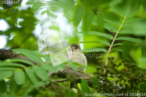 Image of Little bird