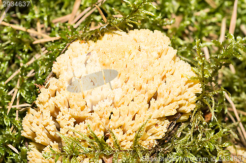 Image of Mushroom