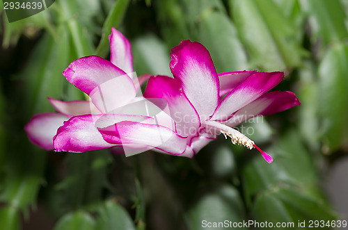 Image of Blossom