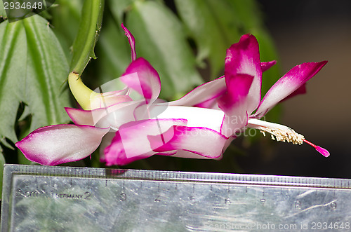 Image of Flowers