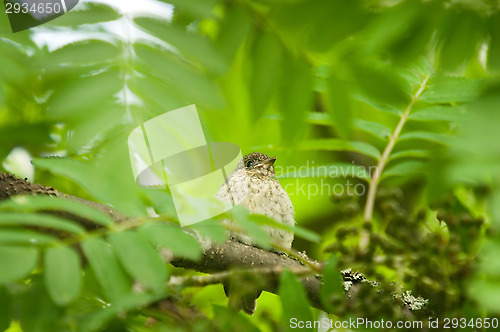 Image of Little bird