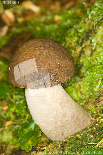 Image of Mushroom