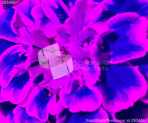 Image of Marigold