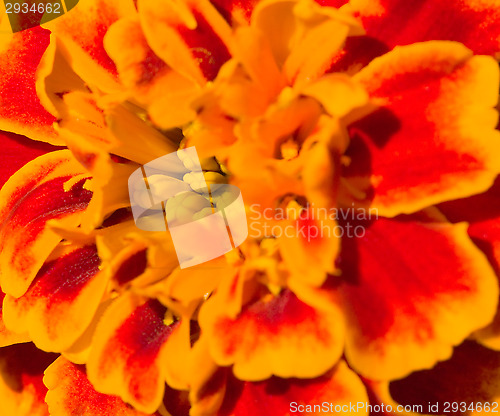 Image of Tagetes