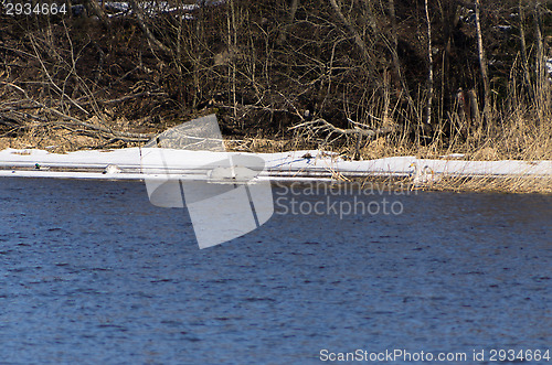 Image of Swans