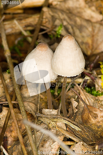 Image of Mushrooms