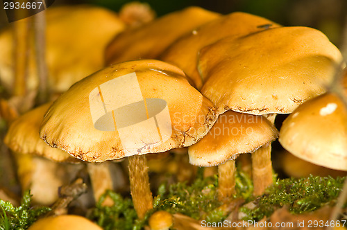 Image of Mushrooms