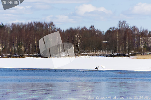 Image of Swans