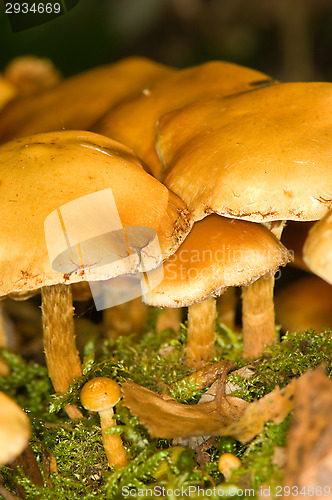 Image of Mushrooms