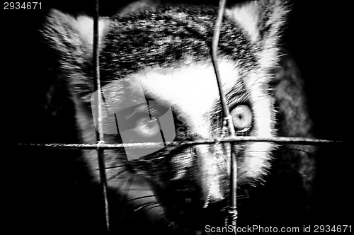 Image of high contrast angry lemur