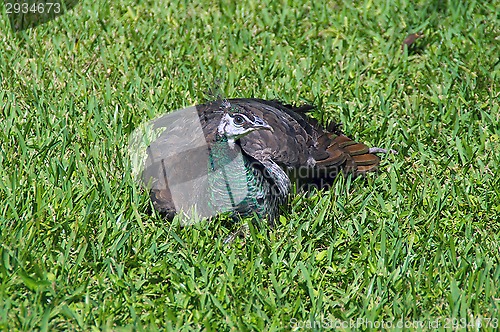 Image of Peahen sitting in a field of grass