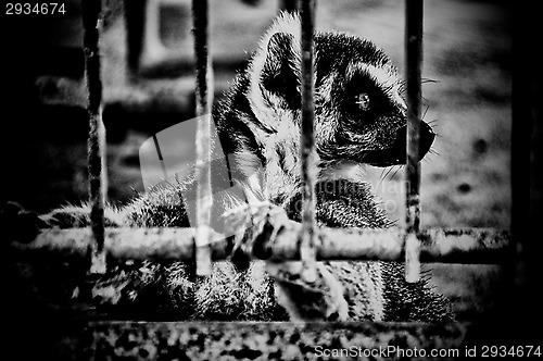 Image of Profile of lemur in a cage
