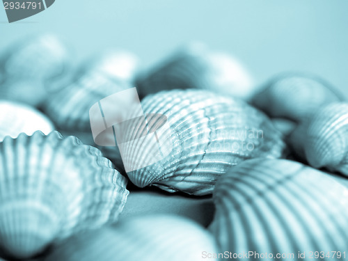 Image of Shells