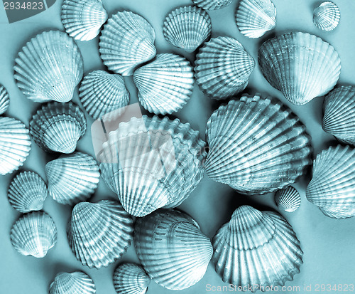 Image of Shells picture