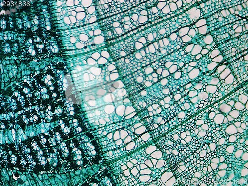 Image of Pine Wood micrograph