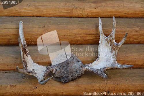 Image of Moose horn