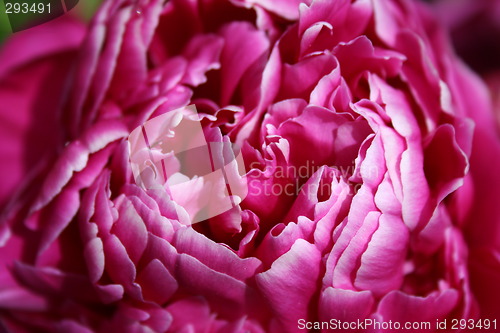 Image of Shoking pink