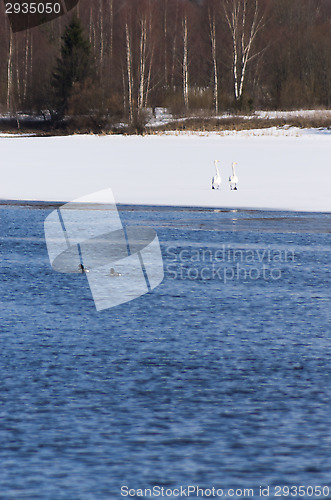 Image of Swans