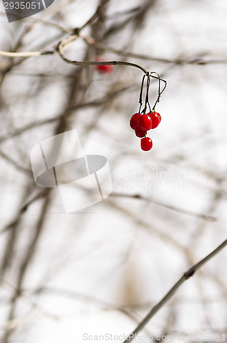 Image of Berry