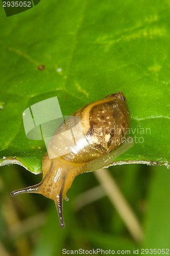 Image of Gastropoda