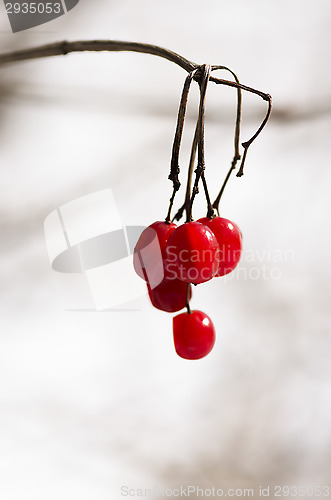 Image of Berries