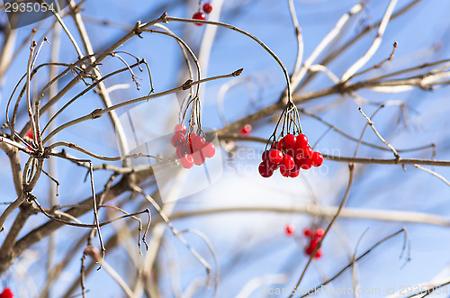 Image of Berries