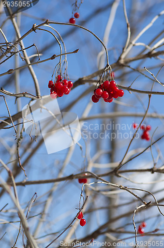 Image of Berries