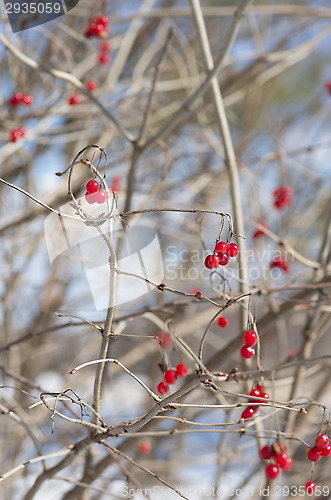 Image of Berries