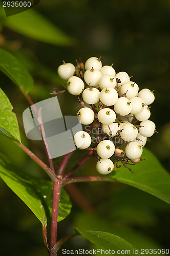 Image of White berries