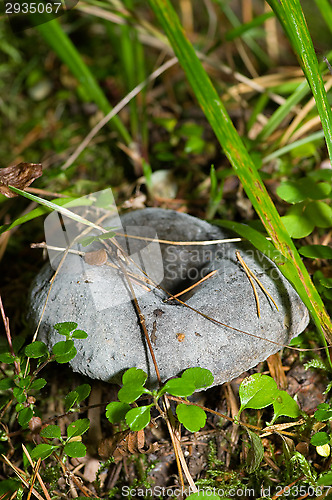 Image of Mushroom