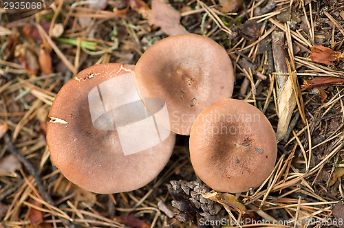 Image of Mushrooms