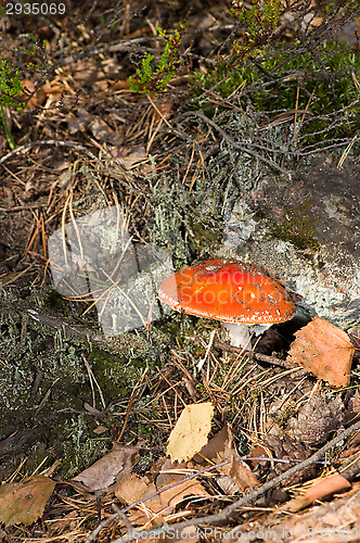 Image of Fly agaric