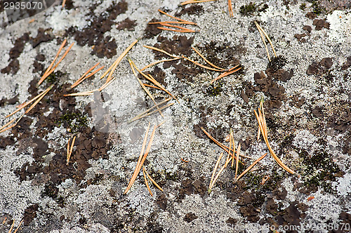 Image of Lichen